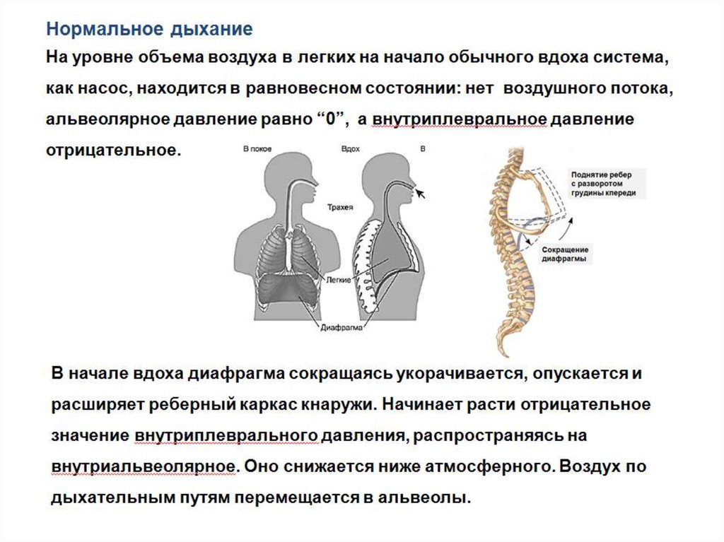 Дыхание презентация. Физиология дыхания анатомия. Основные сведения по анатомии и физиологии дыхательной системы. Дыхательная система анатомия презентация. Дыхание анатомия и физиология человека.