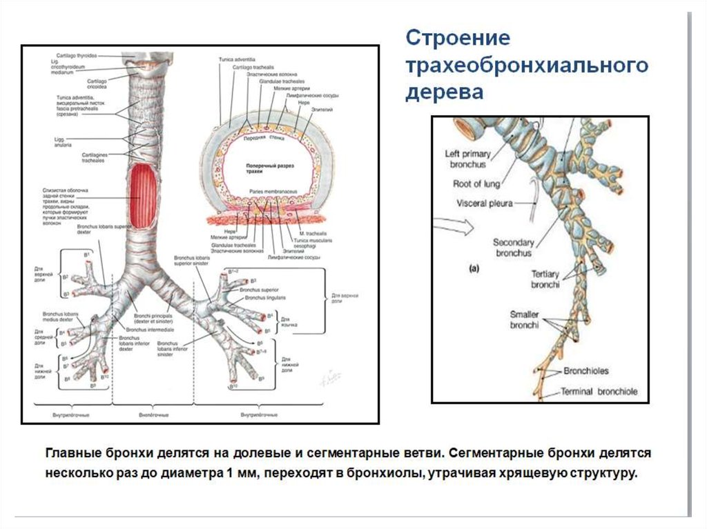 Левый бронх делится