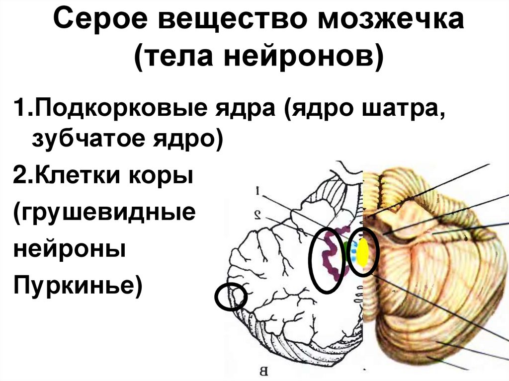 Серое вещество мозжечка (тела нейронов)