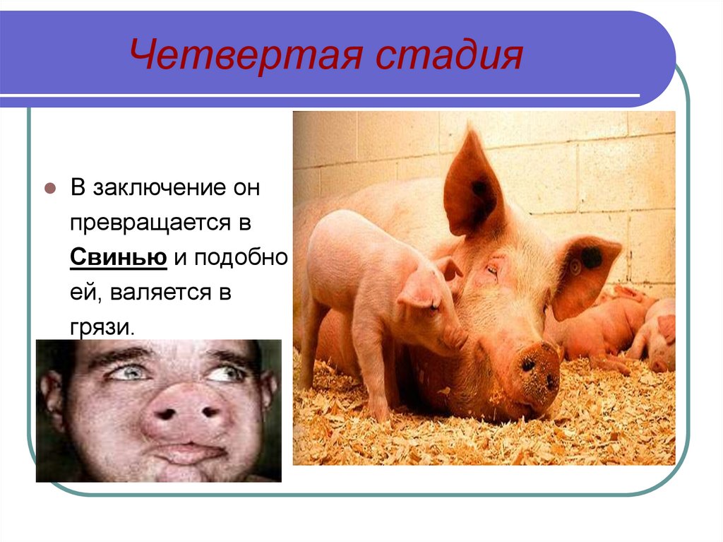 Как превратиться в свинью. Человек превращается в свинью. Превращение человека в свинью. Человек эволюционирует в свинью.