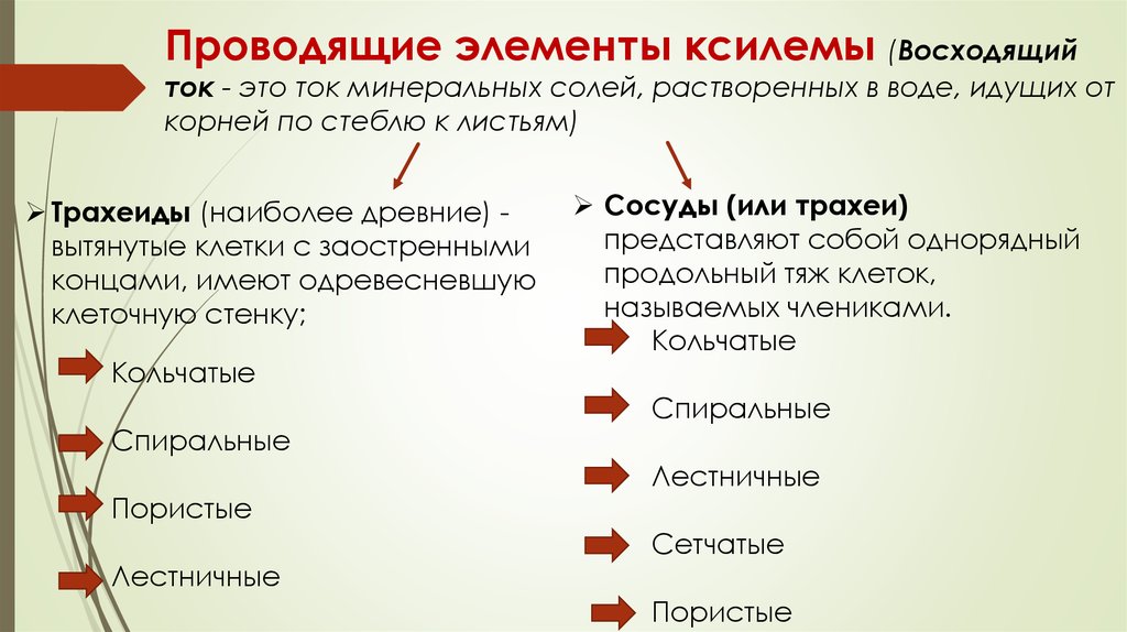 Проводящие элементы. Проводящие элементы ксилемы. Ксилема восходящий ток. Собственно проводящие элементы ксилемы. Наиболее древние проводящие элементы ксилемы.