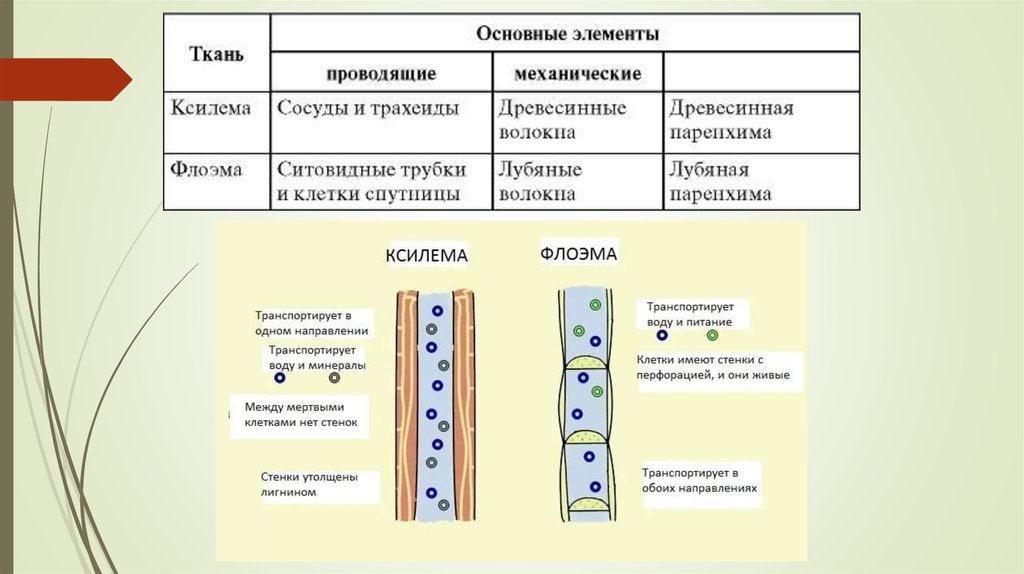 Рисунок ксилемы и флоэмы