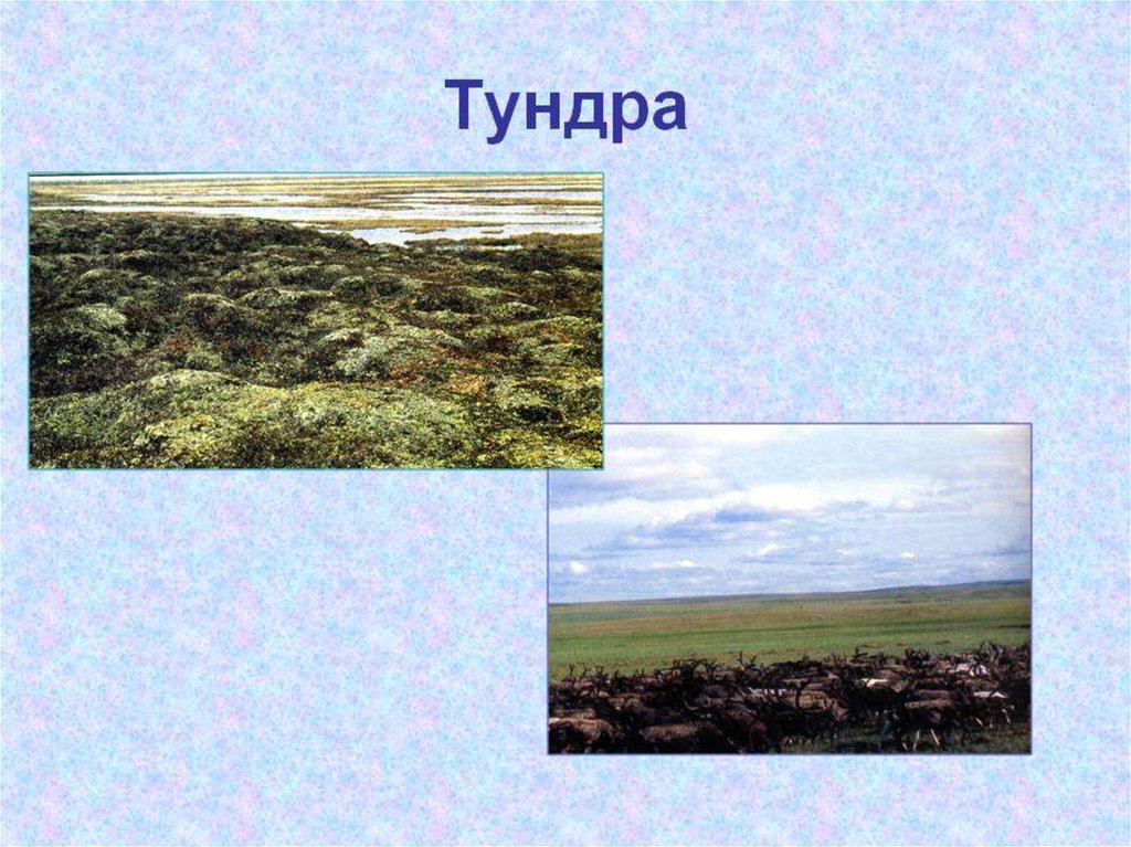 Рисунок природной зоны тундра