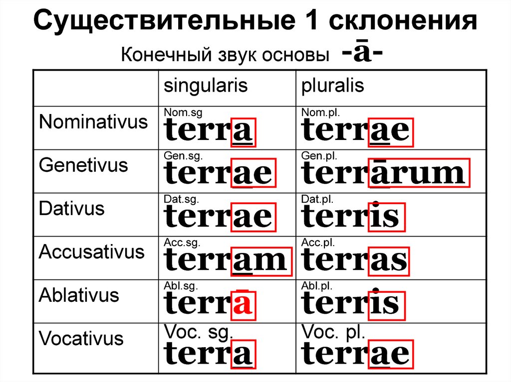 Существительные 2 склонения в латинском языке