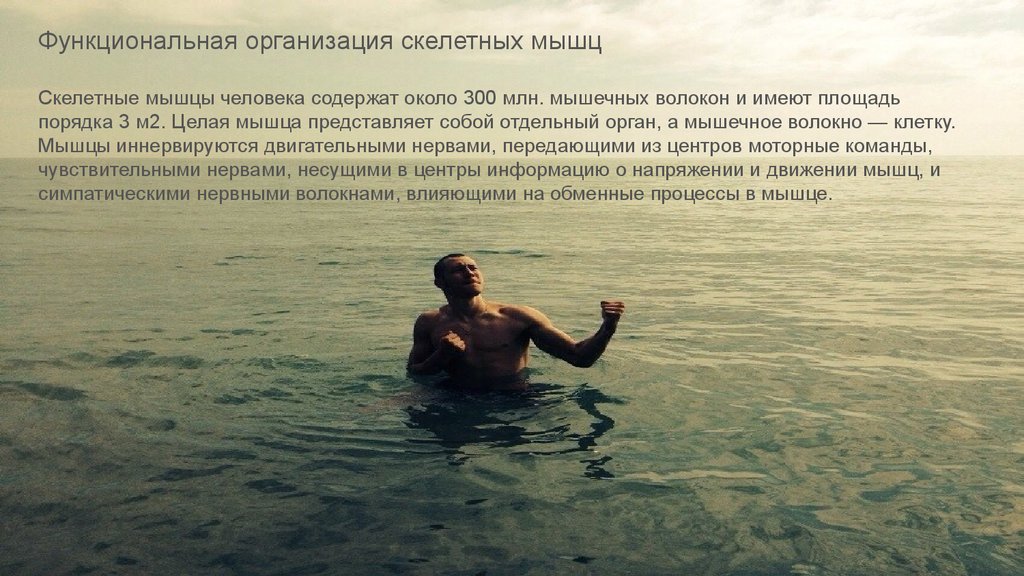 Нервно-мышечный аппарат - презентация онлайн