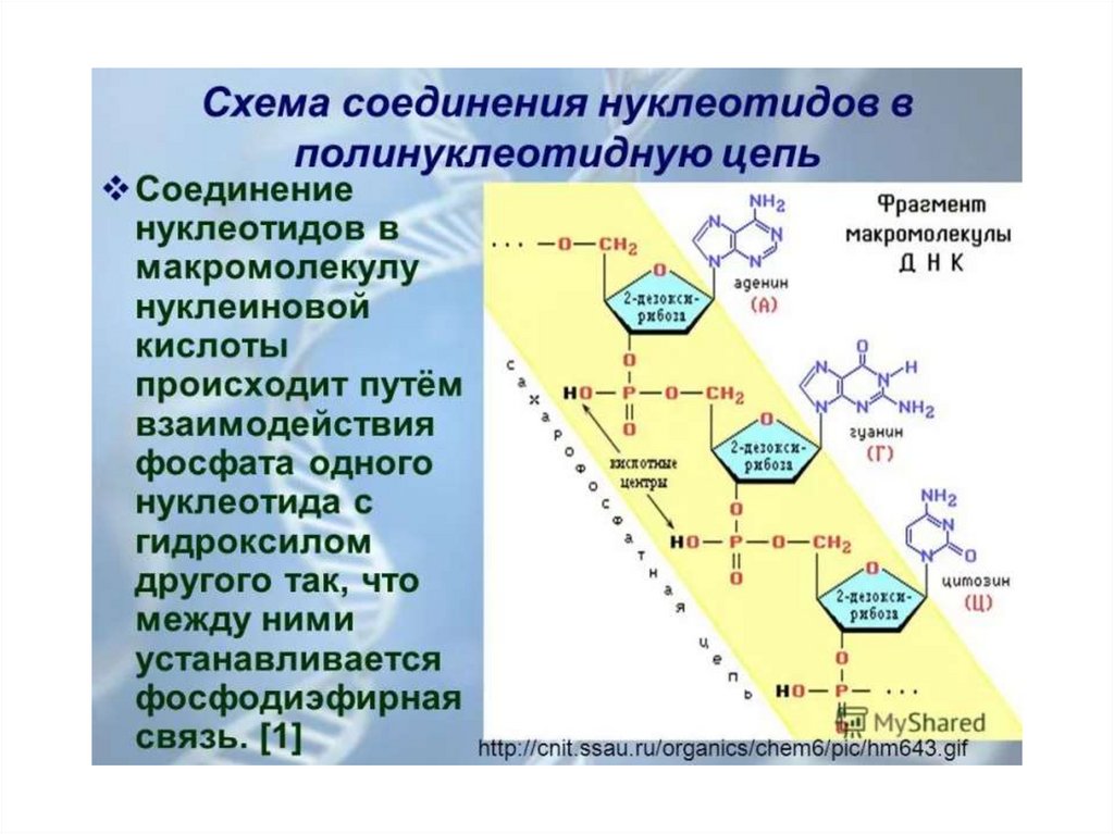 Полинуклеотидная рнк. Вторичная структура ДНК формула. Тринуклеотиды. Фосфодиэфирная связь. Структура мономера.