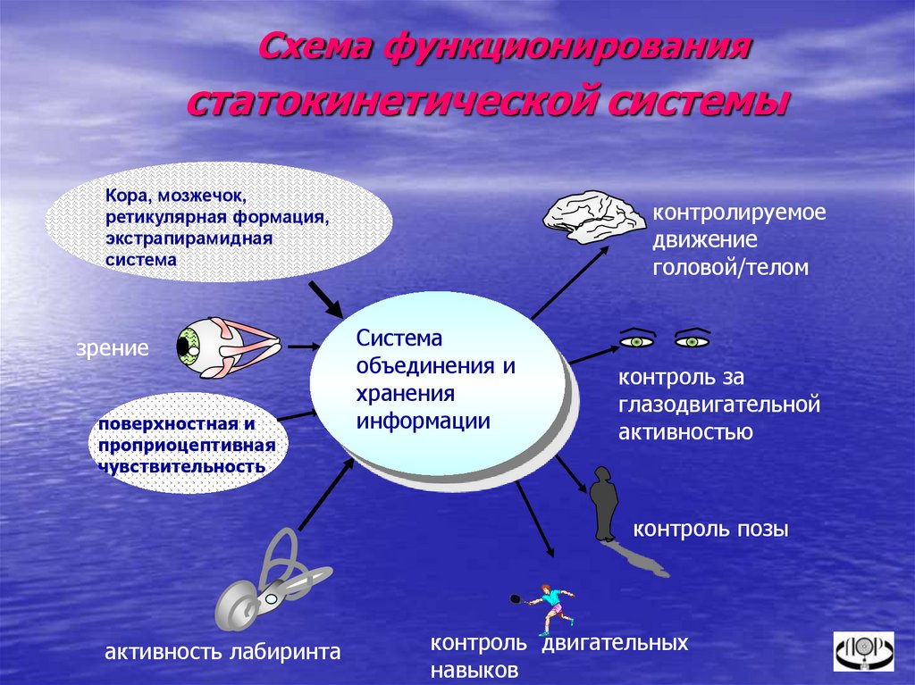 Система заву. Схема функционирования статокинетической системы. Вестибулярная и проприоцептивная системы. Статокинетическая система организма. Презентации схема работы статокинетической системы в невесомости.