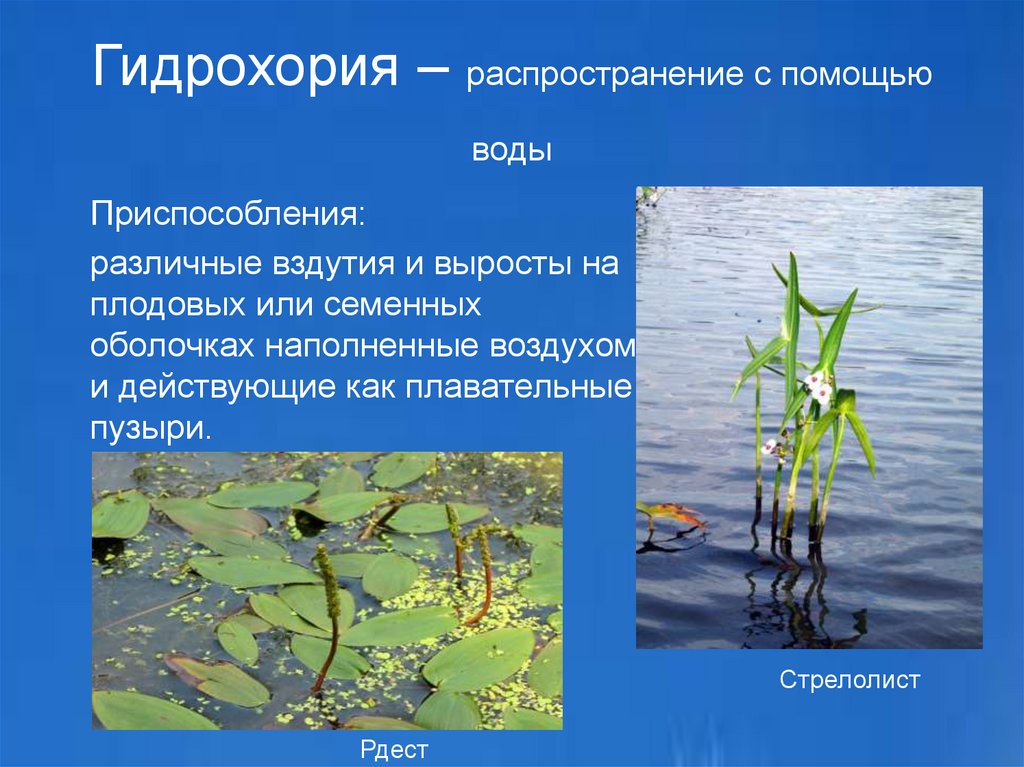 Чем вода помогает растениям. Гидрохория. Растения Распространяющиеся с помощью воды. Гидрохория приспособления. Приспособления к воде.