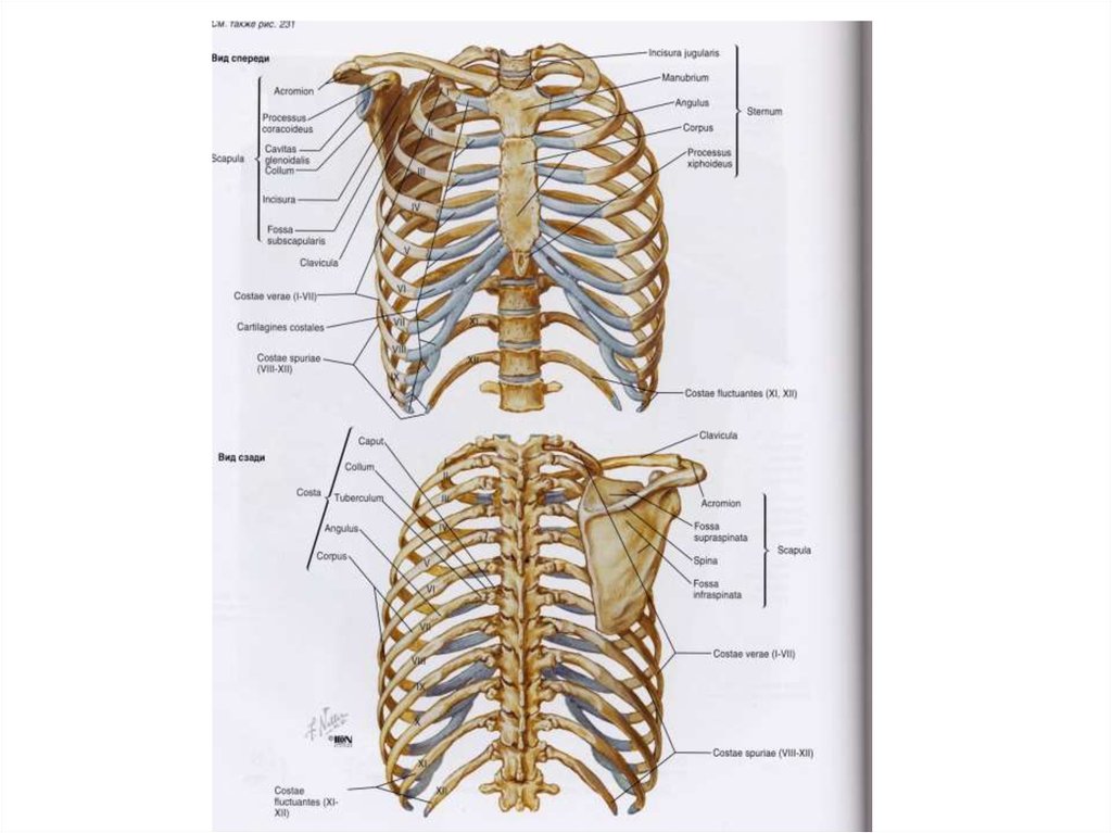 Ребро отдел скелета. Грудная клетка строение анатомия кости. Кости и мышцы грудной клетки анатомия. Строение костей грудной клетки человека.