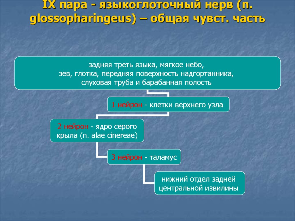 9 пара черепных нервов презентация