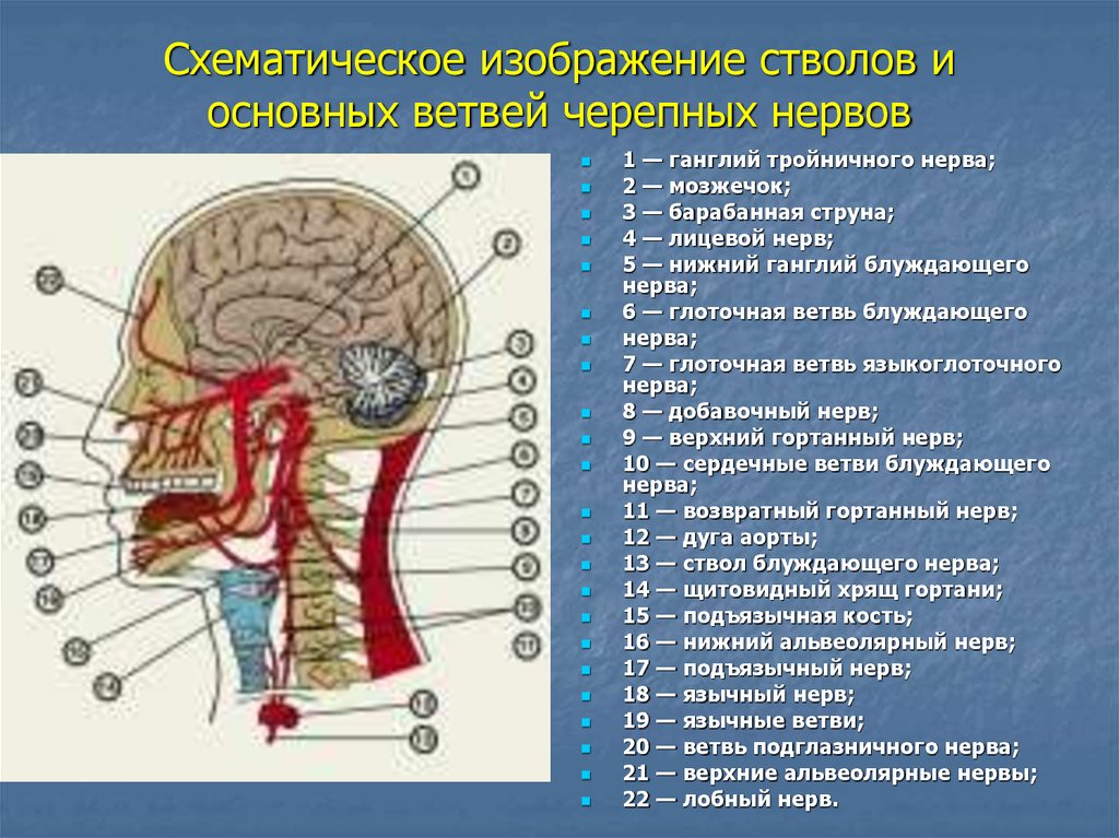 Черепные нервы человека относят к. Черепно мозговые нервы ветви. Черепные нервы ствол. Черепные нервы ветви таблица. Ганглии черепных нервов.