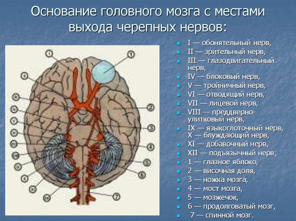 Место выхода нерва из мозга. Основание головного мозга и места входа Корешков черепных НЕРВОО. Основание мозга с выходом черепных нервов схема. Основание головного мозга и места выхода Корешков черепных нервов. Места выхода черепных нервов.
