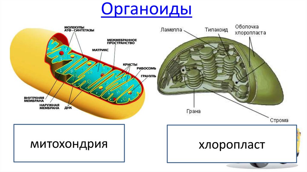 Уровень организации хлоропласта. Двумембранные органеллы хлоропласты. Строение митохондрии и хлоропласта. Строение и функции митохондрий и пластид. Строение митохондрии и хлоропласта рисунок.