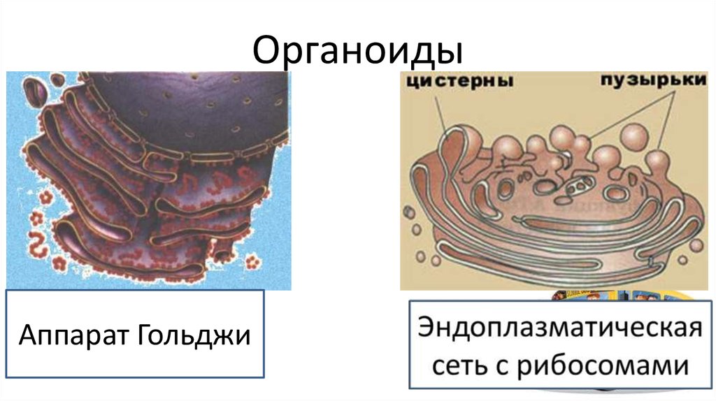 Эндоплазматическая сеть комплекс гольджи. Везикулы аппарата Гольджи. Промежуточные цистерны аппарата Гольджи. ЭПС И аппарат Гольджи различия. Аппарат Гольджи пузырьки и цистерны.