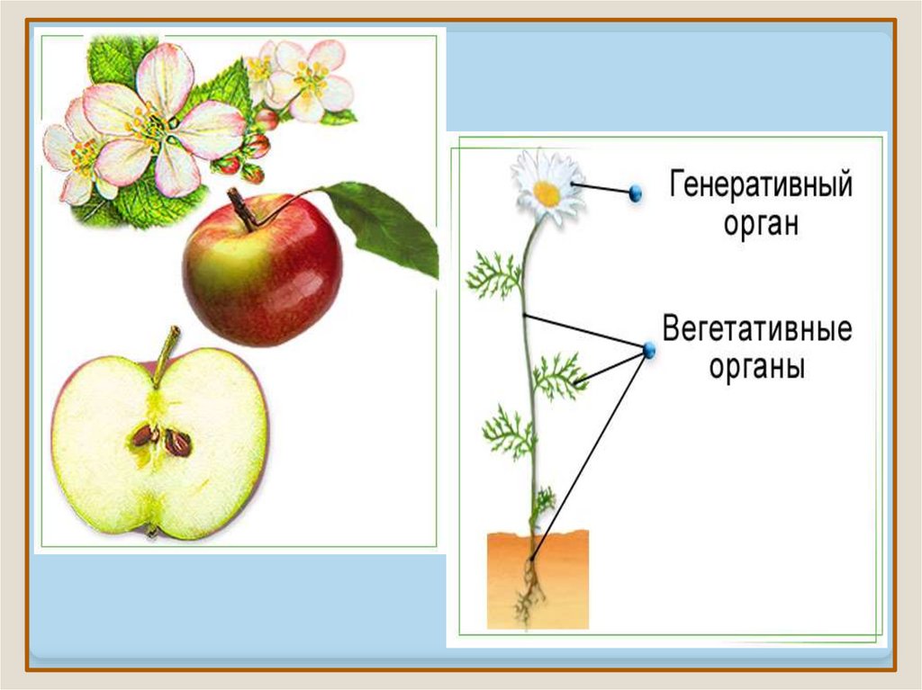 Генеративный способ. Плод яблони строение для биологии. Цветы и плоды. Строение плода растения. Строение цветка и плода.