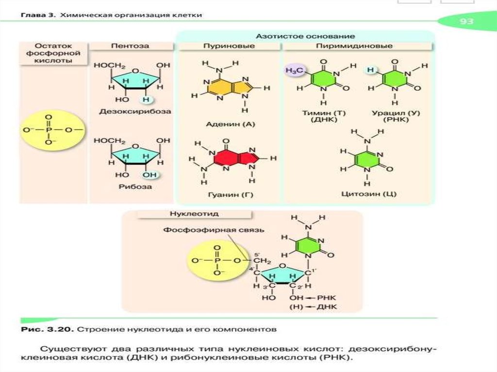 Структура нуклеиновых кислот презентация по химии