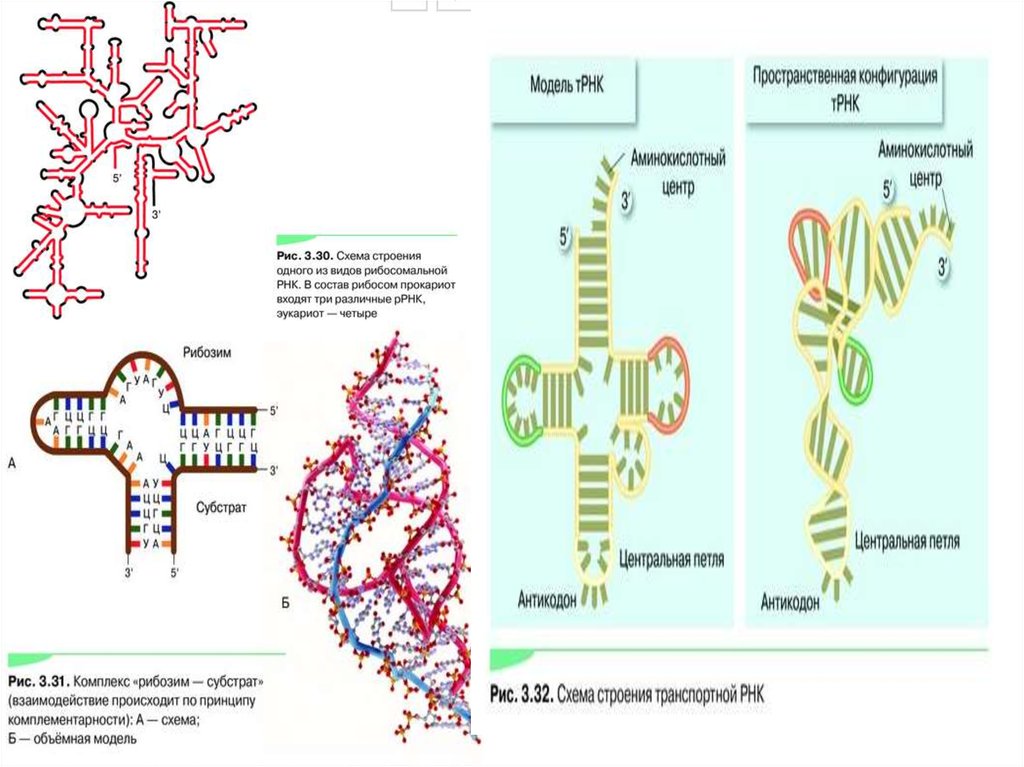 Нуклеиновые формы жизни. Схема строения нуклеиновых кислот. Пространственная структура нуклеиновых кислот. Пространственная конфигурация ДНК. Ментальная карта нуклеиновые кислоты.