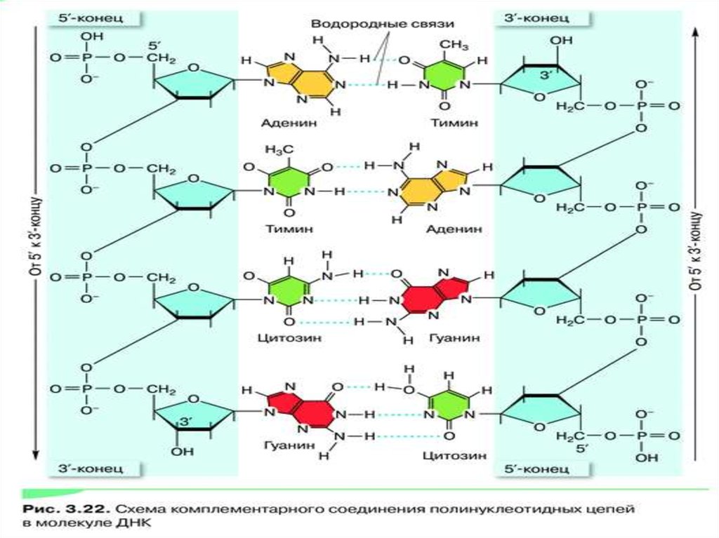 Нуклеиновые кислоты реакции. Гуанин цитозин водородные связи. Ментальная карта нуклеиновые кислоты. Водородные связи между гуанином и цитозином. Элементарное звено нуклеиновых кислот.