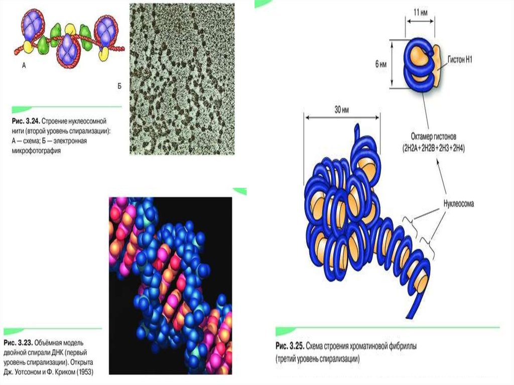 Каким номером на рисунке обозначена структура которая образована молекулами днк и белками гистонами