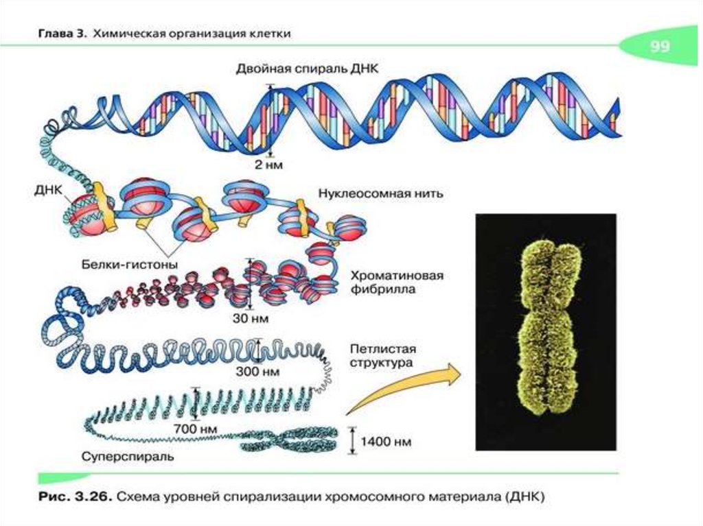 Сколько молекул днк в данной хромосоме. Третичная структура ДНК строение хроматина. Третичная и четвертичная структура ДНК. Третичная структура ДНК строение. Структуры ДНК первичная вторичная и третичная четвертичная.