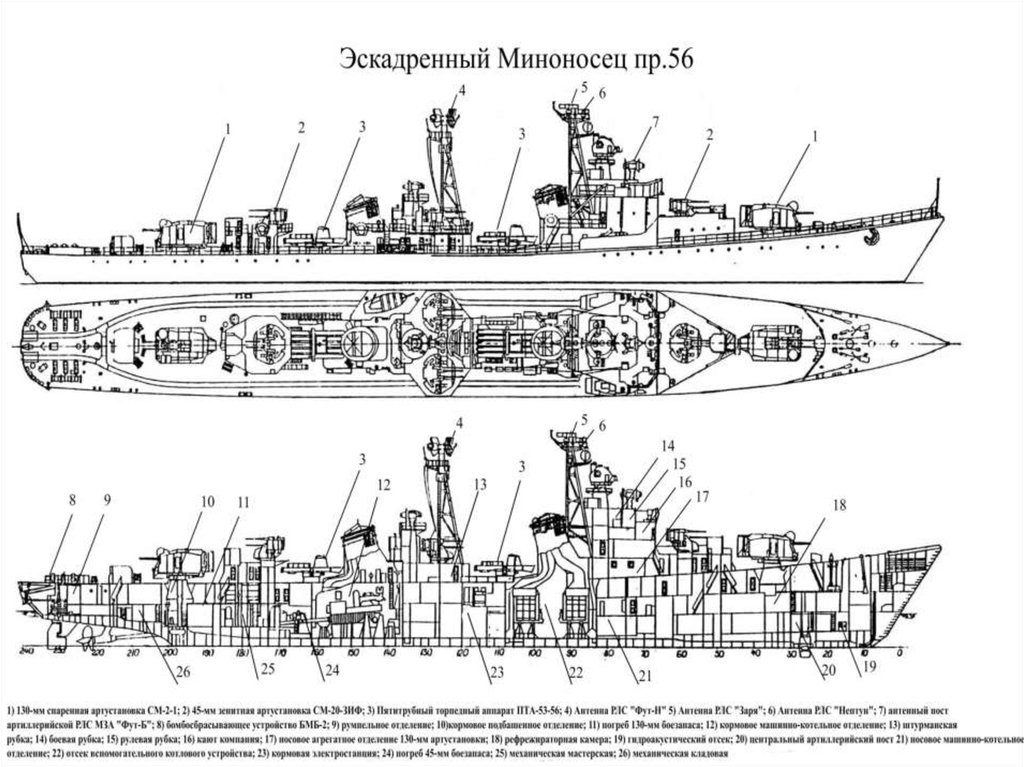 Эсминец цветок фото и описание