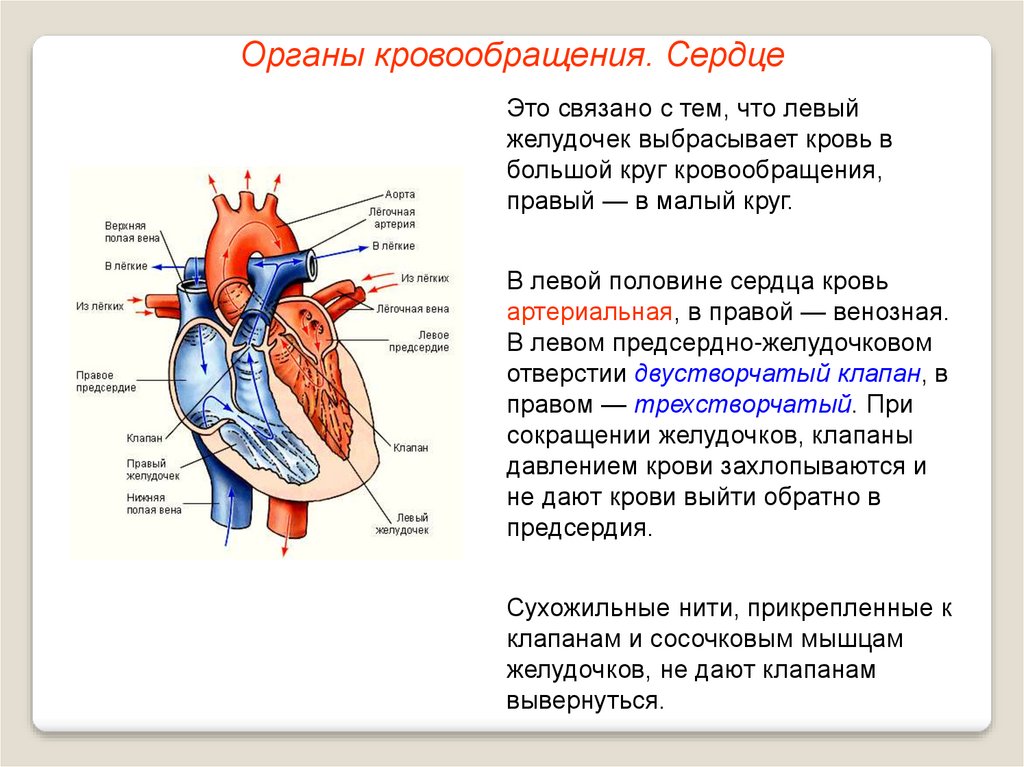 От левого предсердия к легким. Строение сердца и функции схема. Строение сердца и круги кровообращения у человека анатомия. Анатомия сердца человека и круги кровообращения. Схема работы сердца и движение крови.