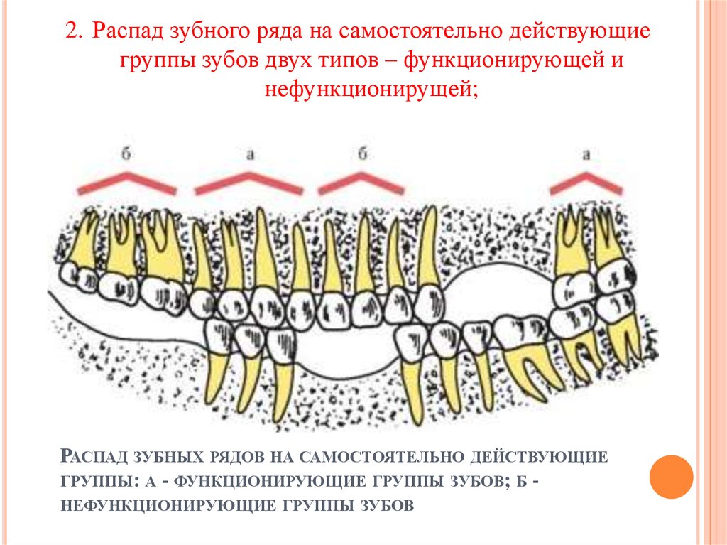 Распад зубных рядов на самостоятельно действующие группы: а - функционирующие группы зубов; б - нефункционирующие группы зубов