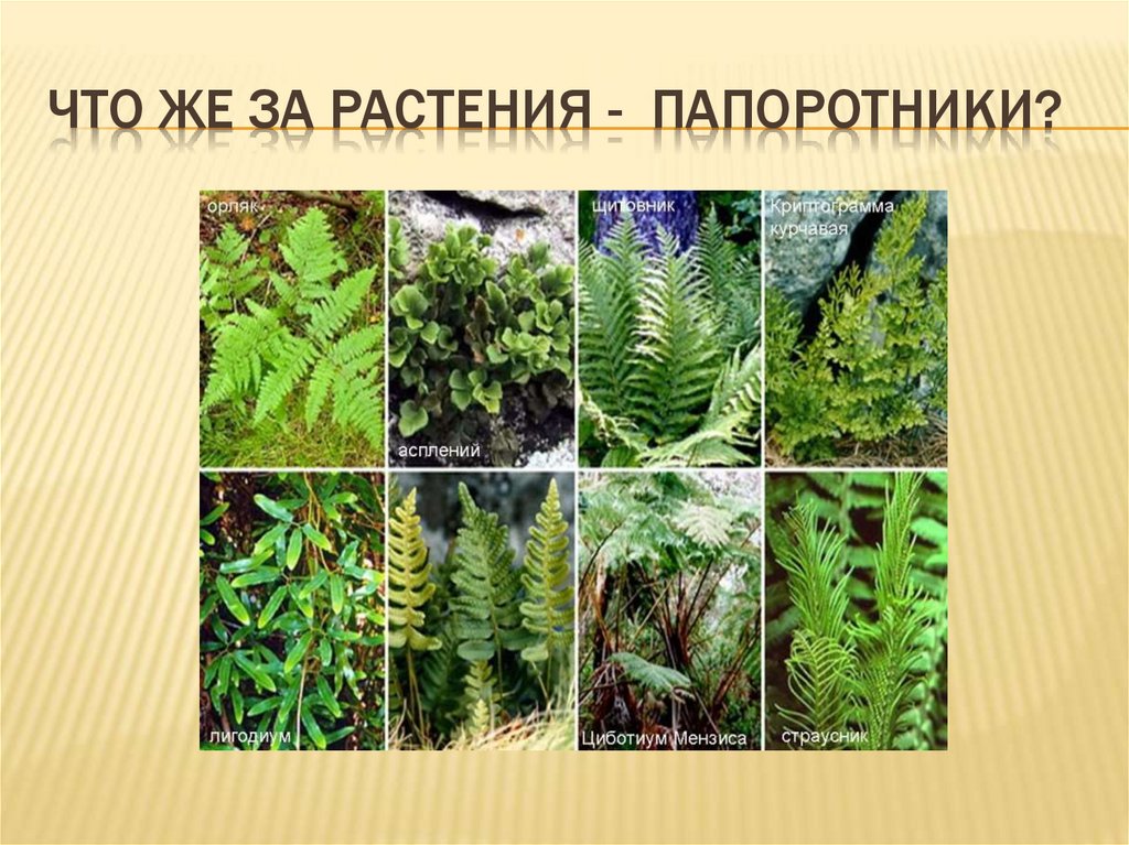 Примеры папоротниковых растений. Представители папоротниковидных. Многообразие папоротников. Группа растений папоротники. Представители папоротникообразных.