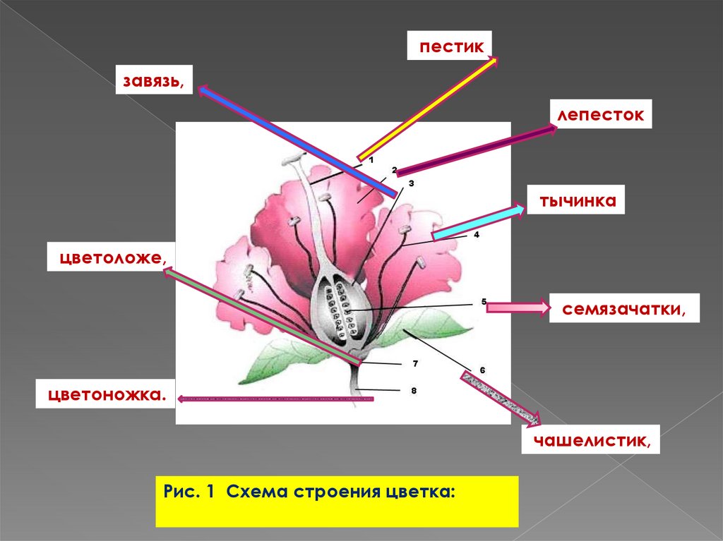 Цветок и его строение