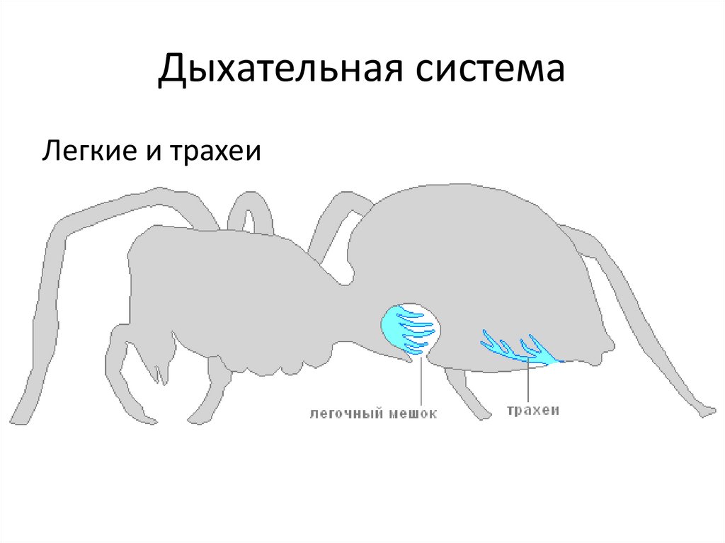 Пищеварительная система паукообразных