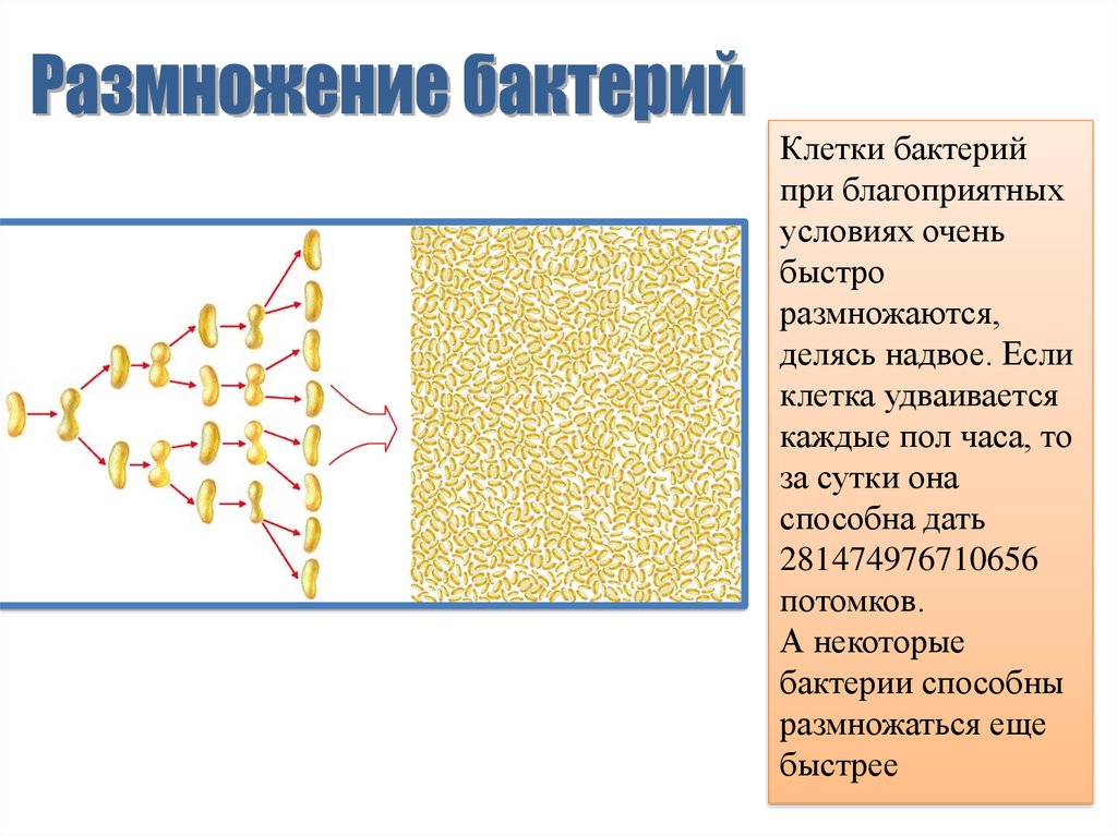 Дифференциации бактерий. Размножение бактерий. Условия для размножения бактерий. Как размножение бактерий. Процесс размножения бактерий.