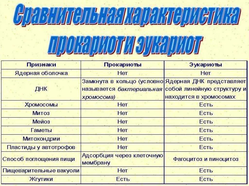 Таблица эукариотов. Способы поглощения пищи. Способ поглощения пищи у прокариот и эукариот. Пластиды прокариот и эукариот. Способ поглощения пищи у животной клетки.