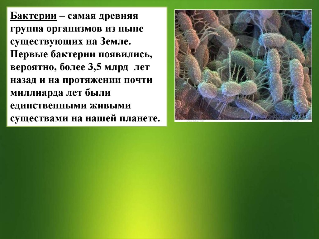 Почему бактерии считают. Бактерии древнейшие организмы на земле. Бактерии самые древние организмы. Самая древняя группа бактерий. Самая древняя группа организмов.