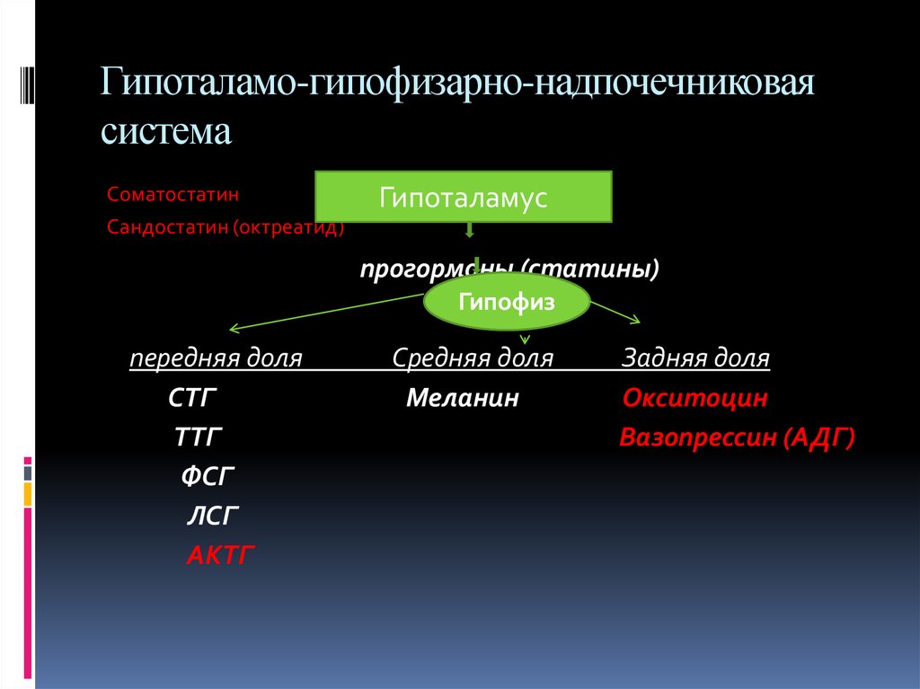 Гипоталамо гипофизарно надпочечниковая система. Регуляция функции гипоталамо-гипофизарно-надпочечниковой системы. Схема гипоталамо-гипофизарно-надпочечниковой системы. Активация гипоталамо-гипофизарно-надпочечниковой системы. Гипофизорно напочечниковая сисиема.