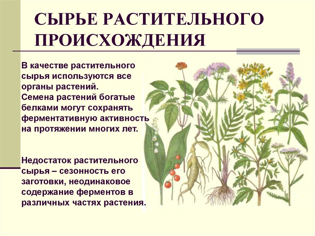 Примеры растительного происхождения. Сырье растительного происхождения. Растительное сырье ферментов. Лекарственное сырье растительного происхождения. Растительное происхождение.