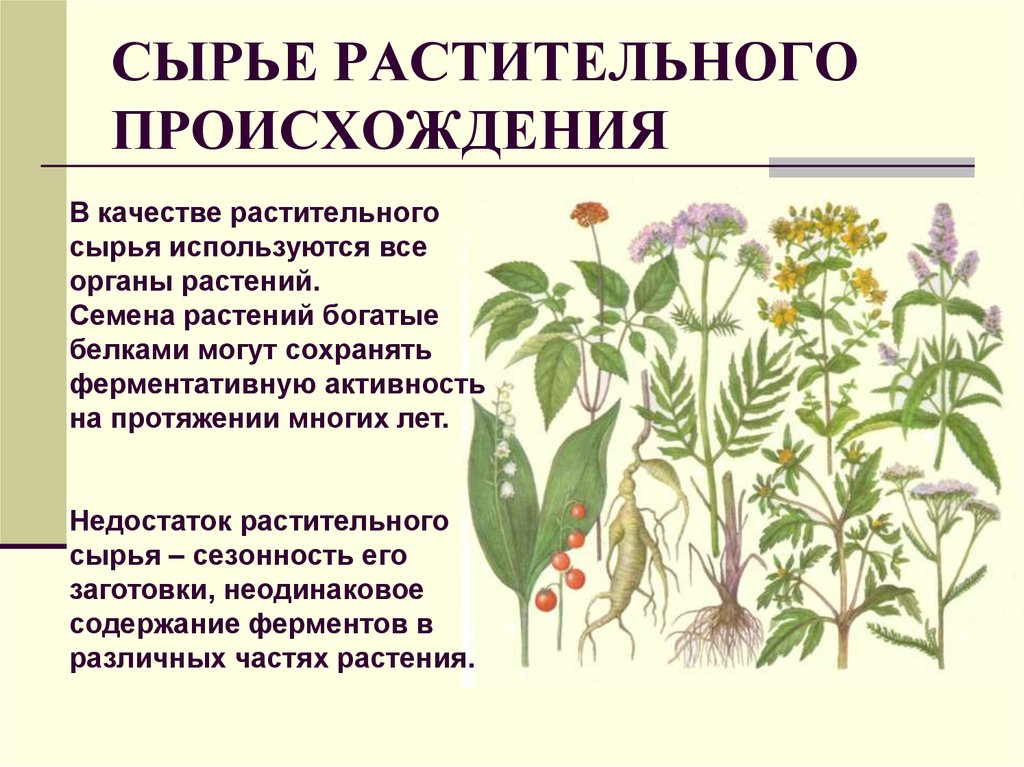 Растительное происхождение животное происхождение. Сырье растительного происхождения. Растительное сырье ферментов. Виды растительного сырья. Лекарственное сырье растительного происхождения.