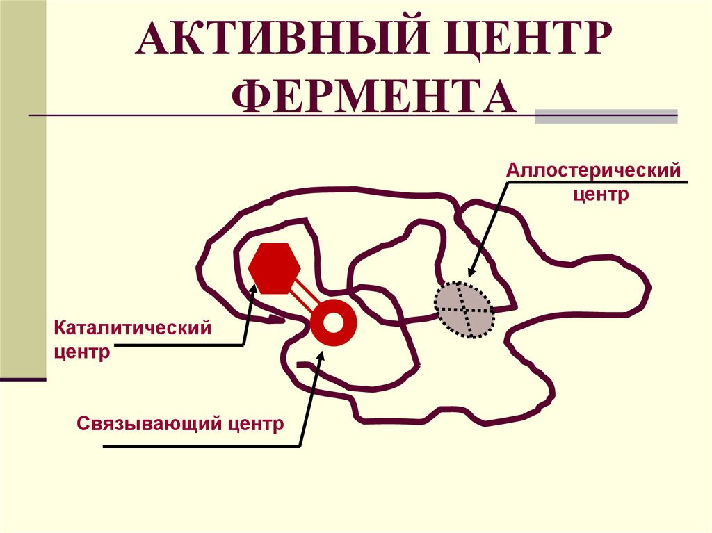 Состав центров ферментов. Строение активного центра ферментов. Структура активного центра фермента. Каталитический участок активного центра фермента. Активный каталитический и аллостерический центры ферментов.