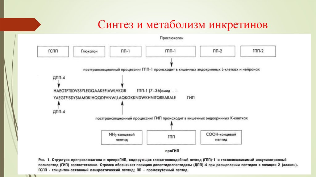 Синтез общество. Схема действия инкретинов. Сниженный инкретиновый эффект. Метаболизм инкретинов. Панкреатический полипептид Синтез.