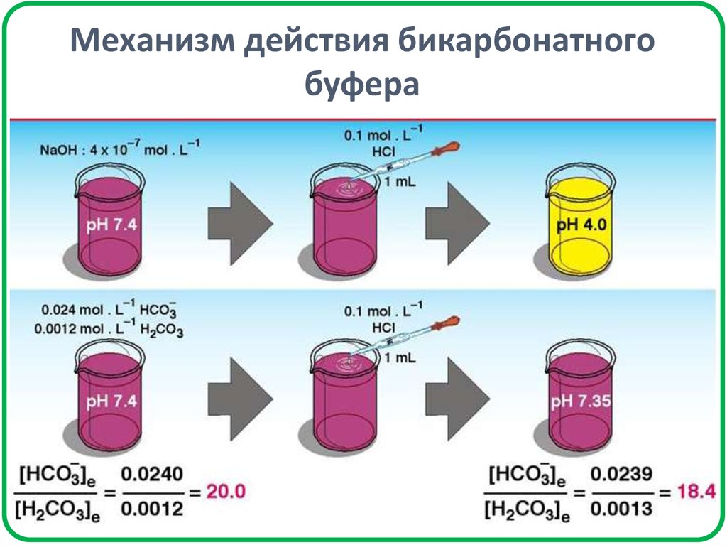 Бикарбонатный буфер схема