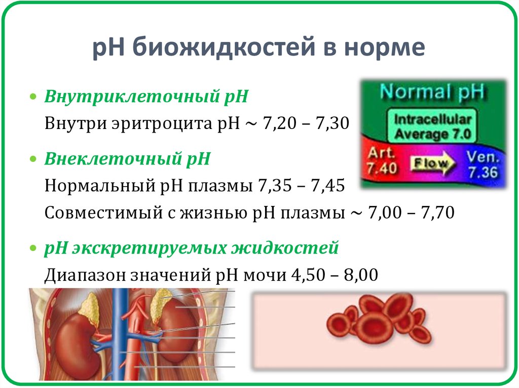 Нормальная плазма