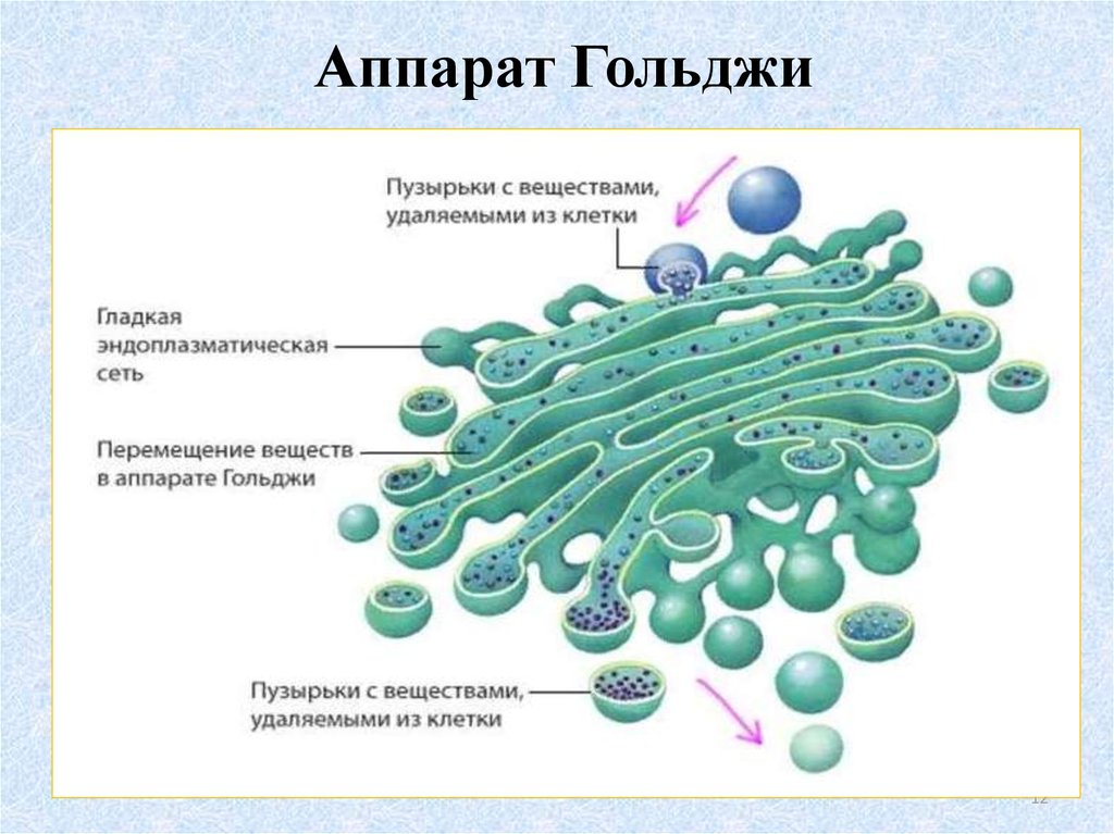 Клетки гольджи. Аппарат Гольджи строение органоида. Комплекс (аппарат) Гольджи (одномембранный органоид). Строение органоида комплекс Гольджи. Строение аппарата Гольджи в клетке.