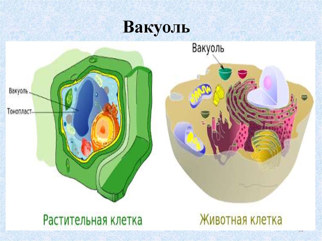 Наличие вакуолей растительная клетка. Вакуоли растительной клетки и животной клетки. Вакуоль в растительной и животной клетки. Вакуоль тонопласт.