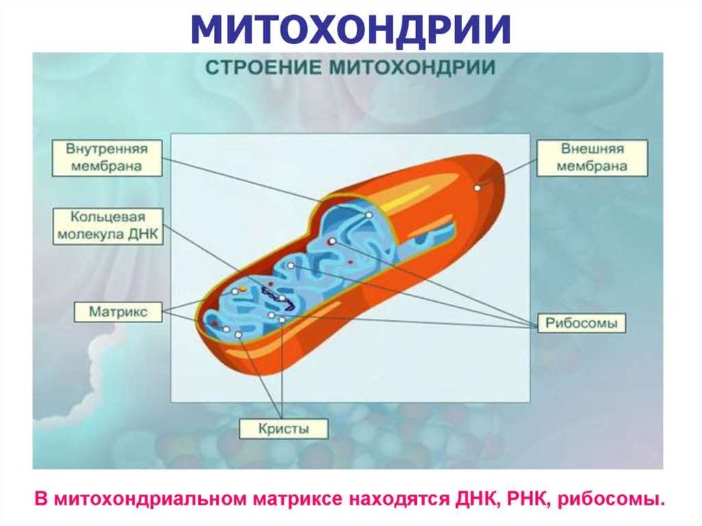 Презентация мембранные органоиды клетки