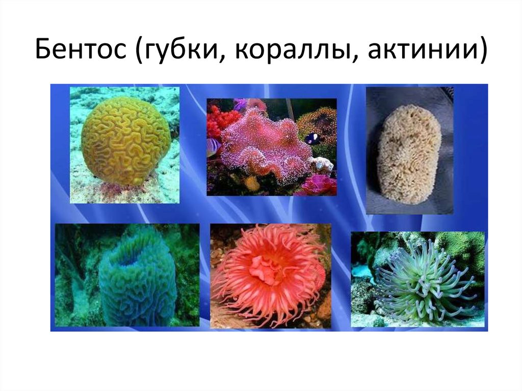 Обитатели бентоса