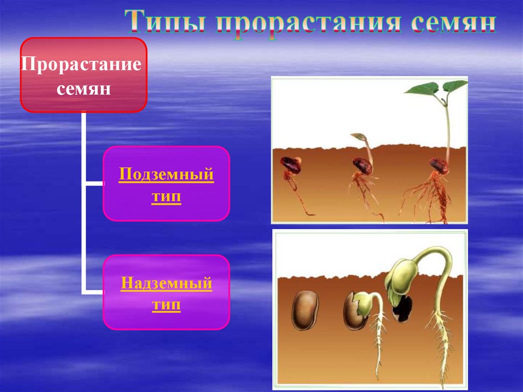 Перечислите условия необходимые для прорастания семян