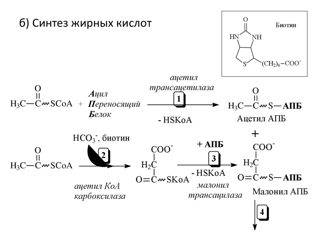 Липиды образуются из глицерина