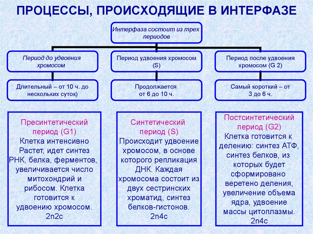 Деление синтез деление. Процессы происходящие в интерфазе. Интерфаза характеристика процессов. Процессы протекающие в интерфазе. Протцеси происходящих в интерфаза.