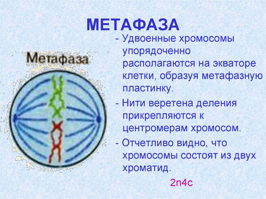 Митоз фазы кратко. Биология 9 класс митоз метафаза. Метафаза схематическое изображение. Прометафаза и метафаза митоза Веретено деления. Метафаза митоза Веретено деления.