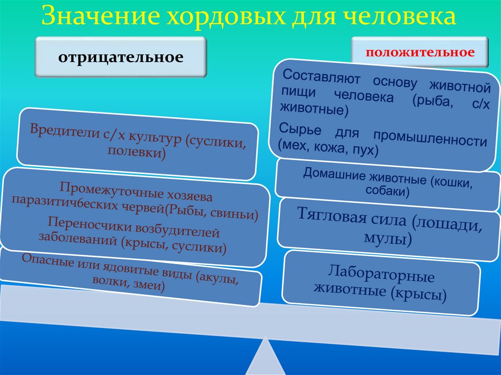 Роль и значение человека. Значение хордовых в природе и жизни человека. Роль хордовых в жизни человека. Значение хордовых в природе. Роль хордовых в природе.