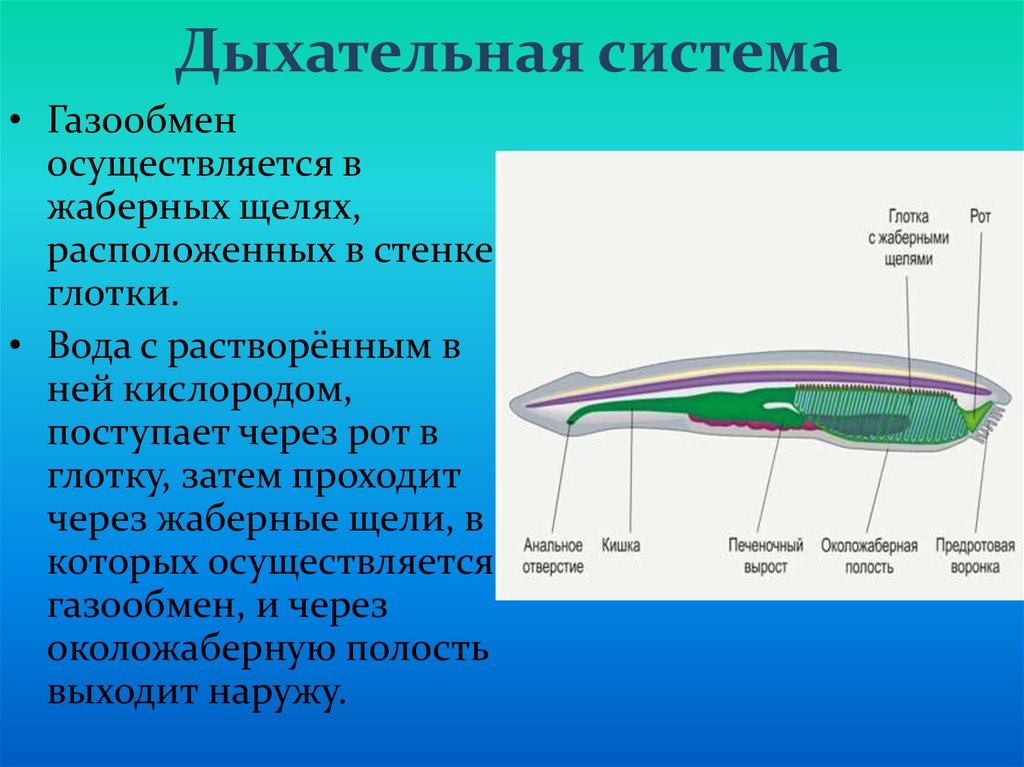 Дыхание ланцетника